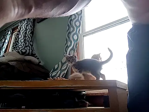 Show Webcam de Bigloggz