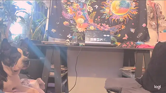 incognimeow live XXX chat