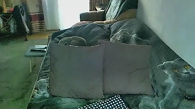 Chatroom XXX en direct de sex2