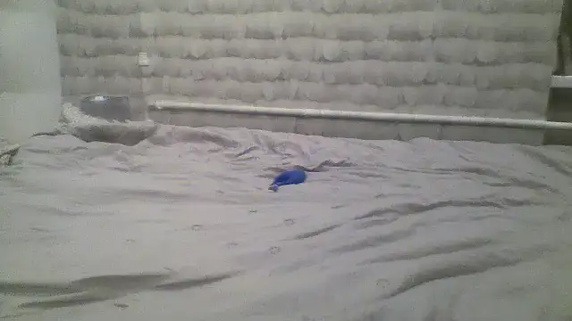 Show de webcam de Molly_97