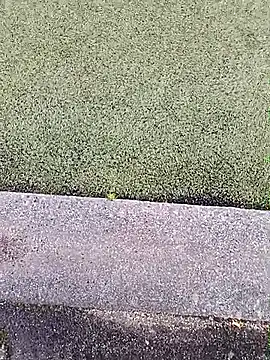 Dam70 网络视讯表演