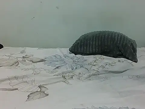 Lovemist2 Live XXX-Chat