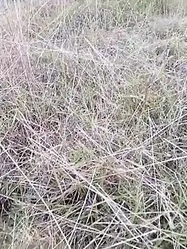 Czat XXX na żywo – sophie_banger