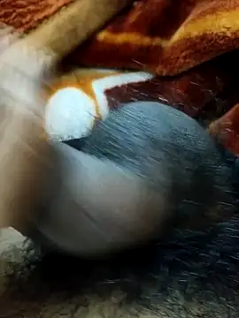 Show Webcam de _Stripchat_Owner_