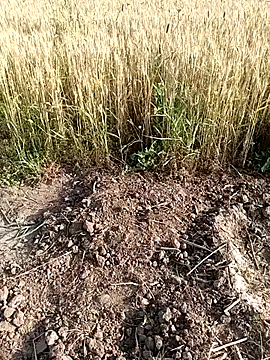 Hot_sexy_Monikan Live XXX chat