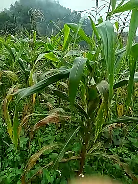 moa_koaのウェブカメラショー