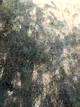 rameshmry1 现场XXX聊天