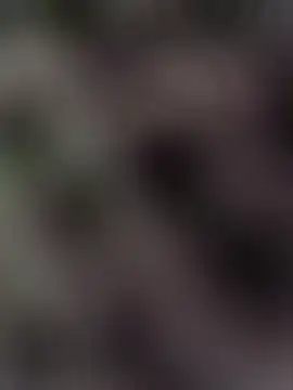 Hot-Sana2 现场XXX聊天