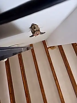 kylie_blckのライブXXXチャット