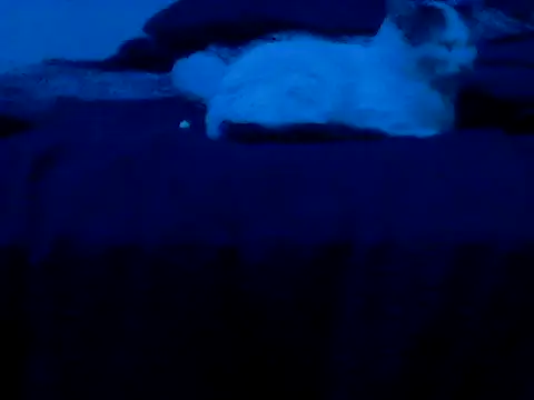 Silencio26 – Live XXX-chat