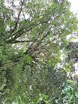 giselxxx_hot webkamerás műsora