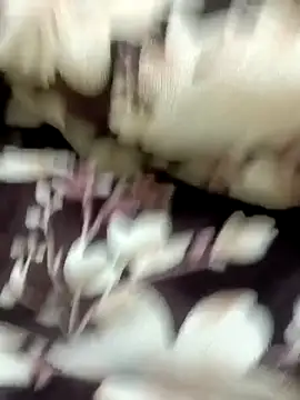 Онлайн чат XXX Rocky-badboy_cum4me