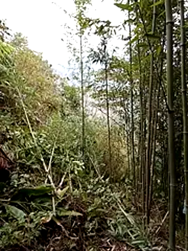 Czat XXX na żywo – ngan-cute