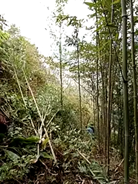 ngan-cute – Naživo XXX chat