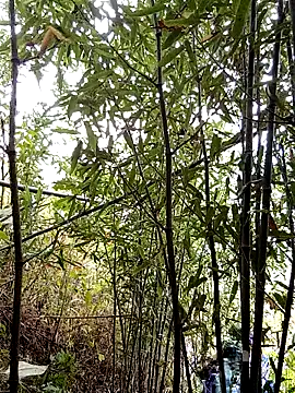 ngan-cute – Naživo XXX chat