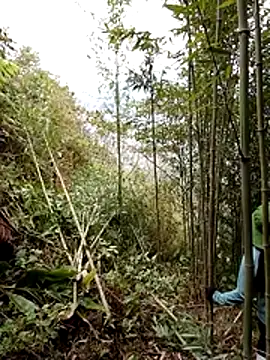 Czat XXX na żywo – ngan-cute