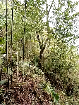 ngan-cuten Live XXX chat