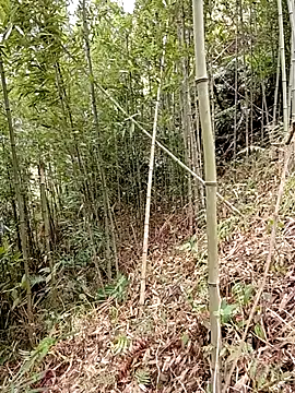 Sembang XXX Secara Langsung ngan-cute