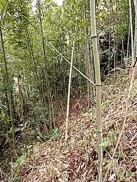 ngan-cute Chat XXX in diretta