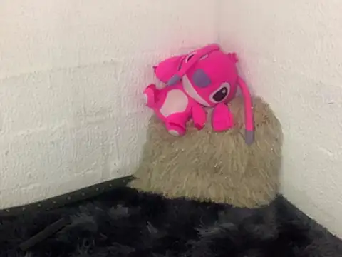 leara: απευθείας συνομιλία ΧΧΧ