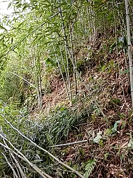 ngan-cute – Naživo XXX chat