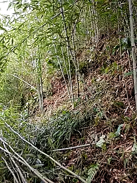 Chat XXX en directo de ngan-cute