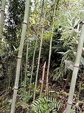 ngan-cuten Live XXX chat