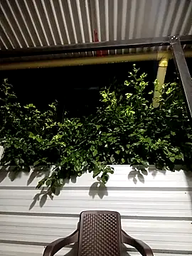 Virgin-Totona Live XXX-chat