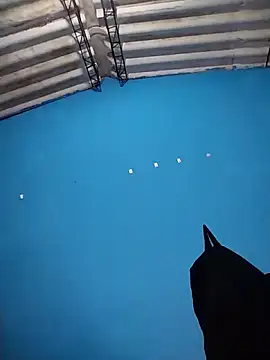 MichaelRossexxx's Live XXX Chat