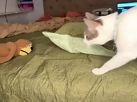 BRUALENC Show Webcam