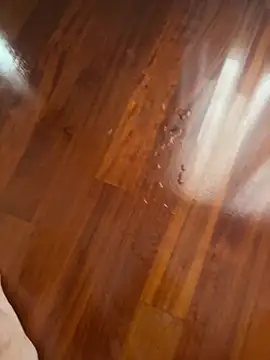 Stallonenorme Webcam show