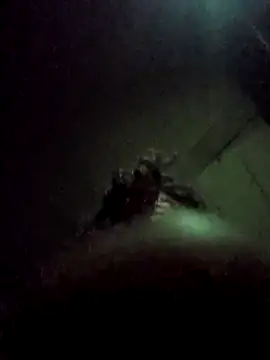 bearded_cross webkamerás műsora