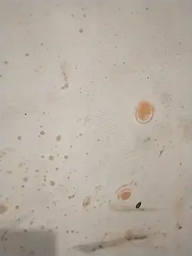 Pertunjukan Kamera Web Sapna_baby1