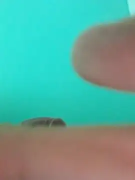 hotchat007 – webcam-show