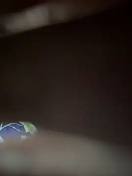 Show de webcam de neekosam12