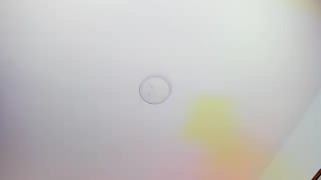 دردشة Sasha_Wolff الجنسية المباشرة