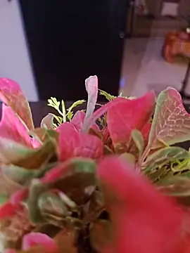 แชท XXX สดของ Egyptianmilf2026