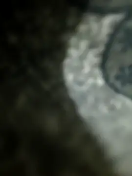 Chanderi19 Obrolan Langsung XXX