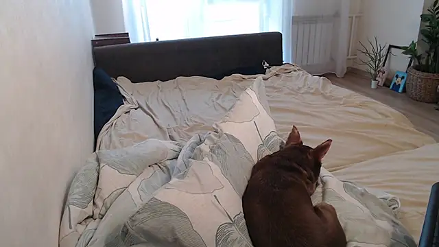 Chat +18 de More_for_Jen ao vivo