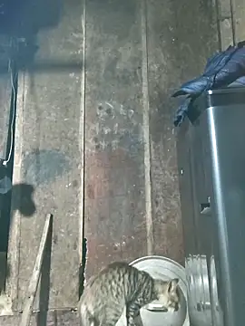 liu-liusexy 现场XXX聊天