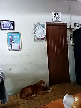 Chat +18 de Venus_sin_rostro ao vivo