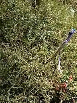 Czat XXX na żywo – project_xx