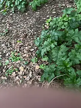 Pokazy przed kamerką – curcuro