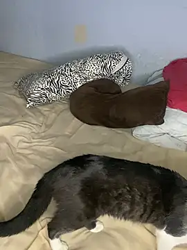 sabrinaneves 라이브 XXX 채팅