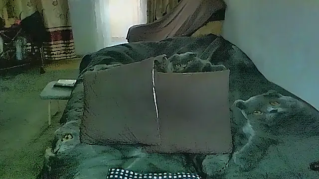 دردشة sex2 الجنسية المباشرة