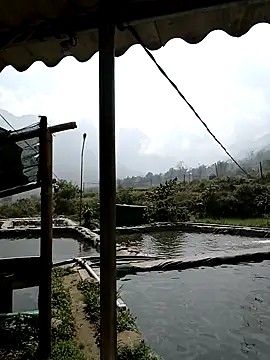 ngan-cute Live XXX-Chat