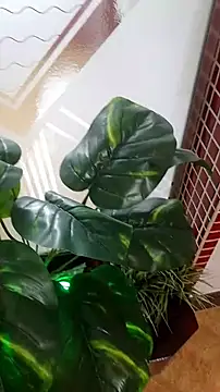 casal1001 웹캠 쇼