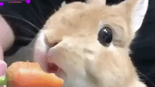 Chat XXX en directo de Fayebae_11