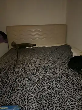 SXkinkyturk 라이브 XXX 채팅