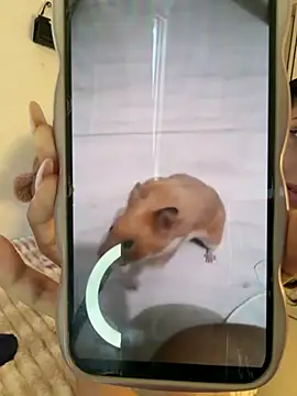 ZaraLuuv Pertunjukan Webcam